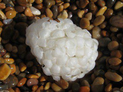 Common Whelk Egg Case