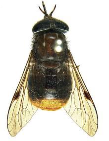 Bootylicious Beyonce Horsefly Discovered