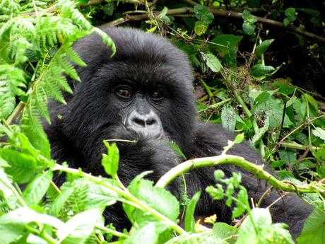 Mountain gorilla conservation showing deserved success