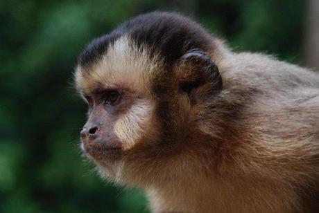 Primates as pets, delving a little deeper