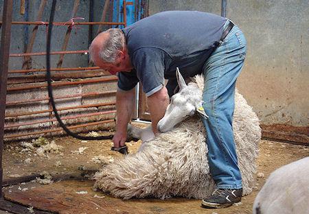 Sheep Shearing To Join Olympic Sports?