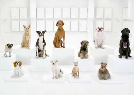 Volkswagen turns to the Bark Side in Star Wars-inspired canine chorus teaser