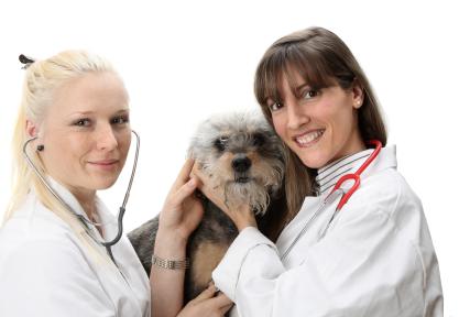 Guidelines for Buying Pet Insurance