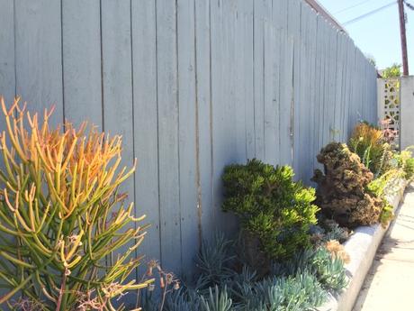 {the new} home sweet home Succulents-Blue-Fence-Garden-Landscaping-California-Drought-Resistant-Tolerant-Plants-Foliage-Side-Yard-Beach-House