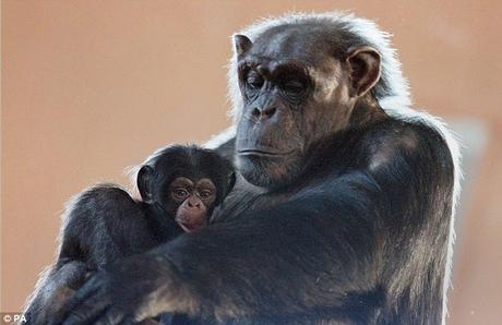 fair verdict for non-humans by humans ~Chimps are humans !!