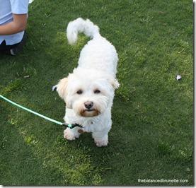 National Picnic Day Subway Dog Rescue National Picnic Day Subway Dog Rescue