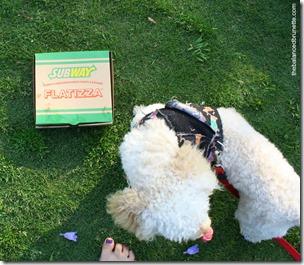 National Picnic Day Subway Poodle Tongue Out Tuesday National Picnic Day Subway Poodle Tongue Out Tuesday