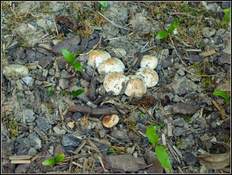 The garden in Ornex The garden in Ornex