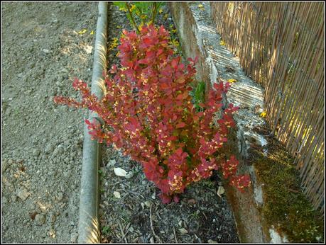 The garden in Ornex The garden in Ornex