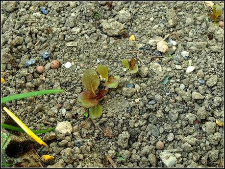 The garden in Ornex The garden in Ornex