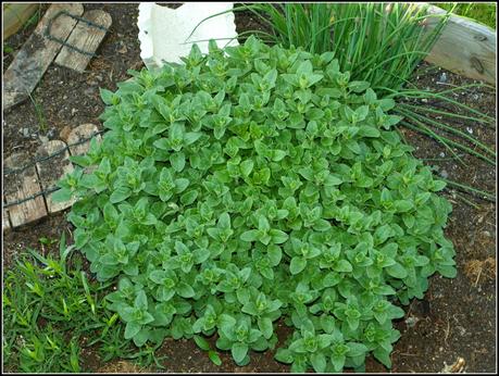 The garden in Ornex The garden in Ornex