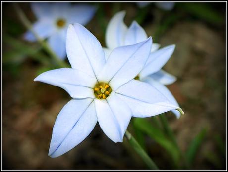 The garden in Ornex The garden in Ornex