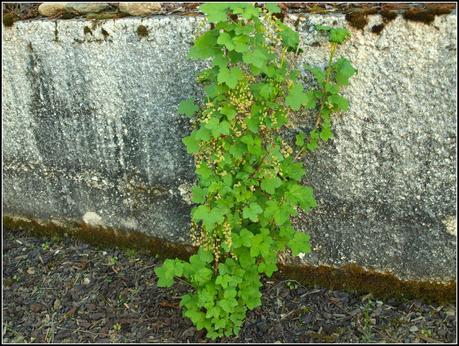 The garden in Ornex The garden in Ornex