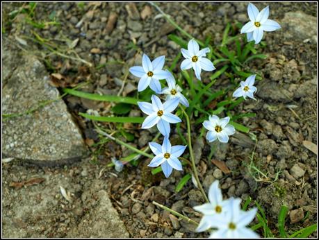 The garden in Ornex The garden in Ornex