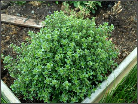 The garden in Ornex The garden in Ornex