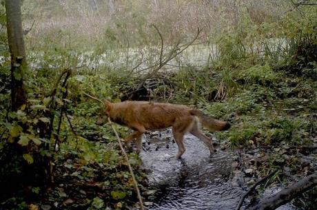 Camera Traps Reveal What’s Happening As Wildlife Reclaims Chernobyl