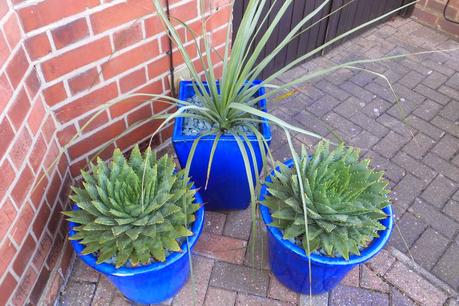 Plants in the Blue Pots Update