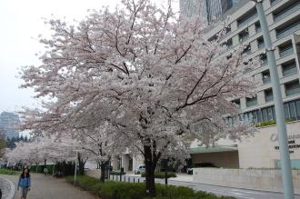 Prunus x yedoensis Avenue (01/04/2015, Tokyo, Japan)