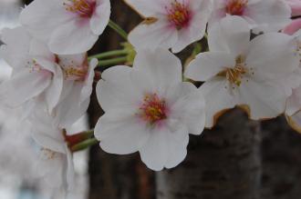 Prunus x yedoensis Flower (01/04/2015, Tokyo, Japan)