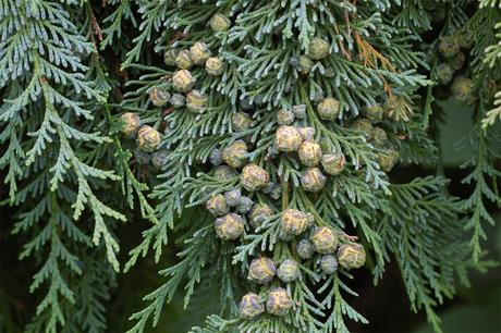 chamaecyparis-lawsoniana floiage and cones