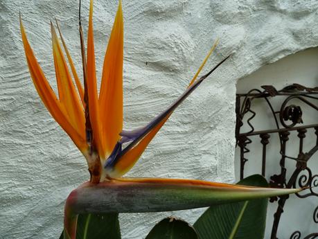 Bird of Paradise Bird of Paradise Eden Project