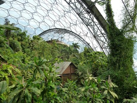 RainForest Biome RainForest Biome