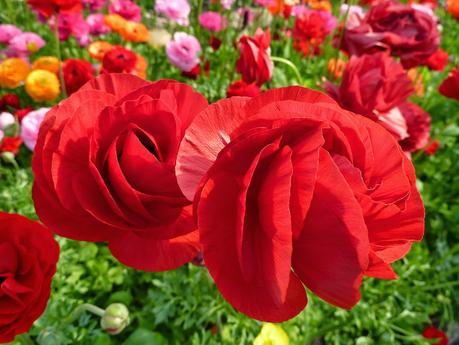 Red Persian Buttercup Red Persian Buttercup