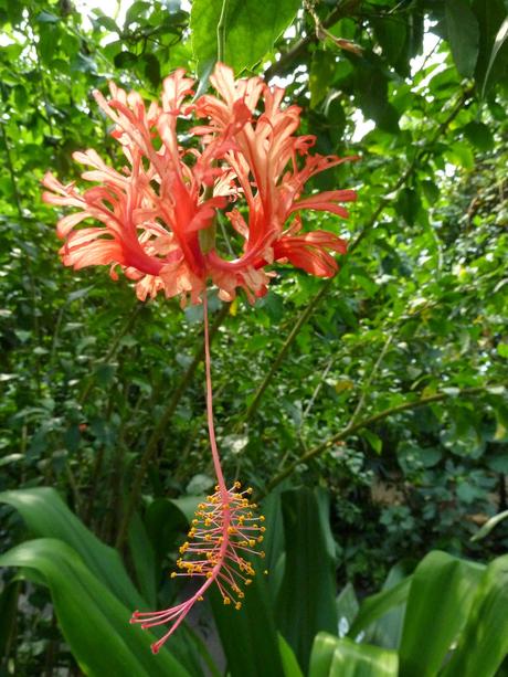 Japanese Lantern Hibiscus Japanese Lantern Hibiscus Eden Project