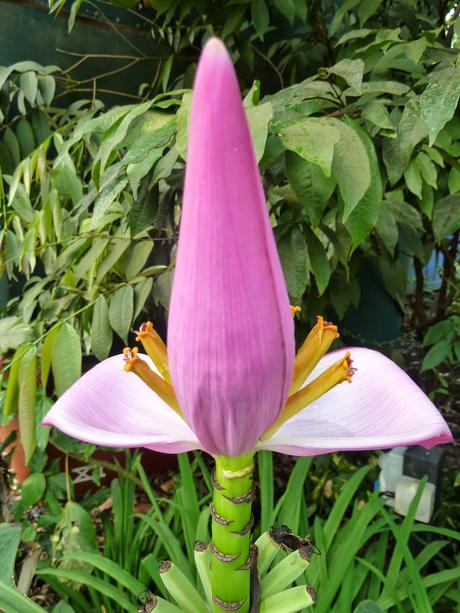 Cornwall - a Day Out to The Eden Project Cornwall - a Day Out to The Eden Project