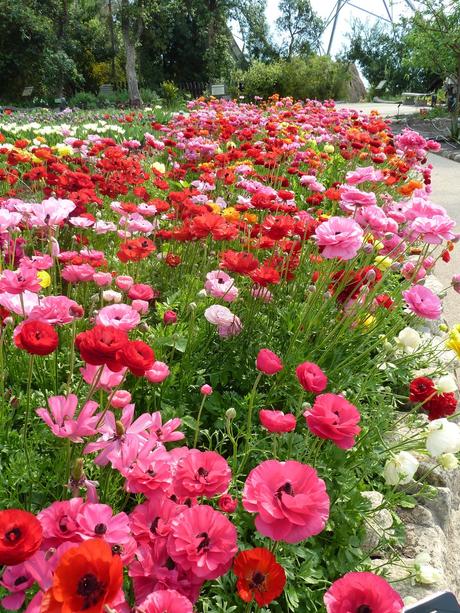 Red Persian Buttercups Red Persian Buttercups Eden Project