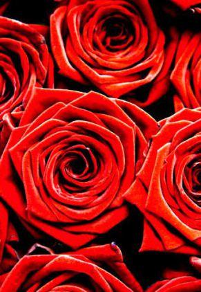 red-roses-photo