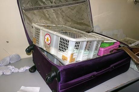 zoo in a suitcase ~ seizure at Domodedovo airport - greed of man !!