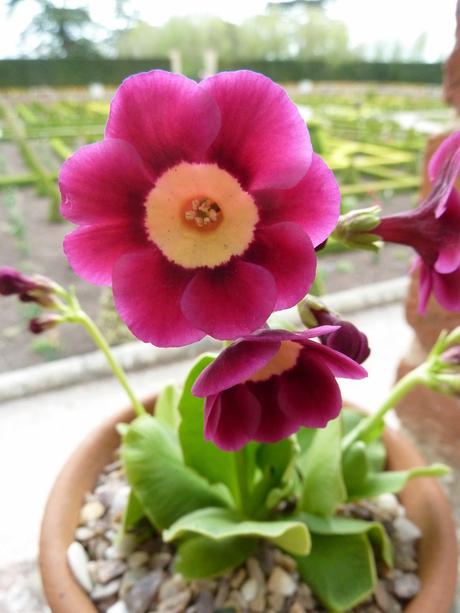 The Parterre - a Revisit to Hanbury Hall National Trust Property The Parterre - a Revisit to Hanbury Hall National Trust Property