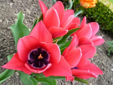 The Parterre - a Revisit to Hanbury Hall National Trust Property The Parterre - a Revisit to Hanbury Hall National Trust Property