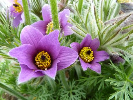 The Parterre - a Revisit to Hanbury Hall National Trust Property The Parterre - a Revisit to Hanbury Hall National Trust Property