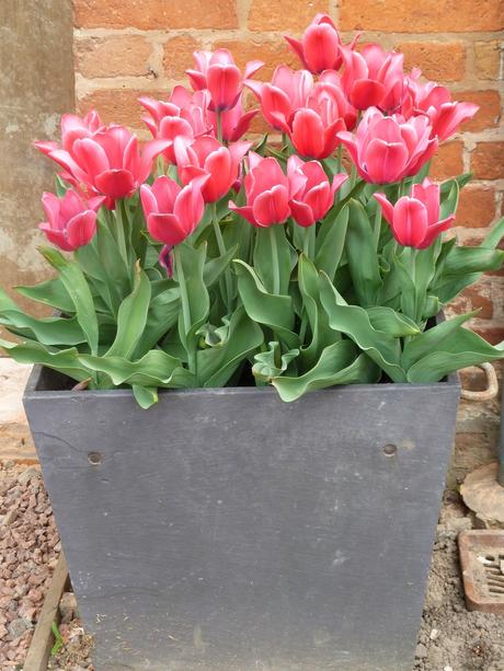 The Parterre - a Revisit to Hanbury Hall National Trust Property The Parterre - a Revisit to Hanbury Hall National Trust Property