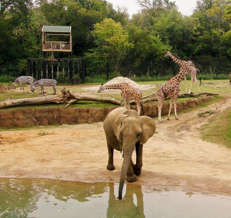 Dallas Zoo’s Giants of the Savanna Named #3 Zoo Habitat in the Nation