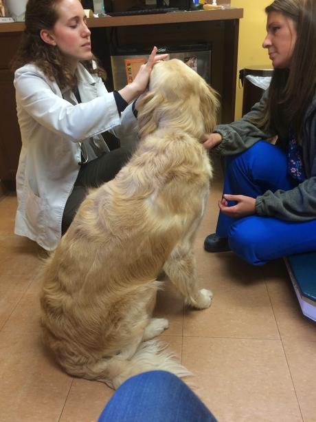 wellness exam for dog at vets