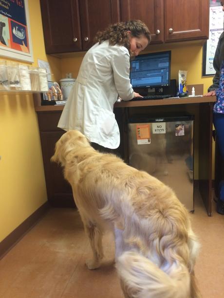 dog at vets pet health checkup
