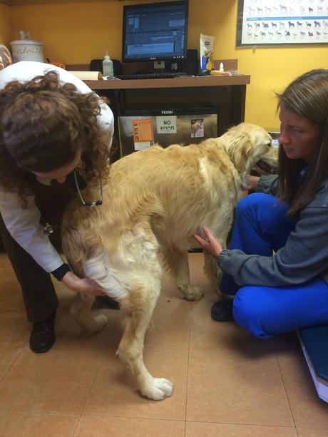 dogs annual visit to vets for wellness exam