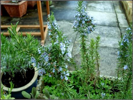 Parsley, Sage, Rosemary and Thyme Parsley, Sage, Rosemary and Thyme