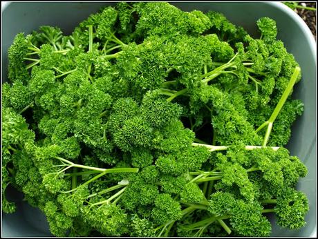 Parsley, Sage, Rosemary and Thyme Parsley, Sage, Rosemary and Thyme