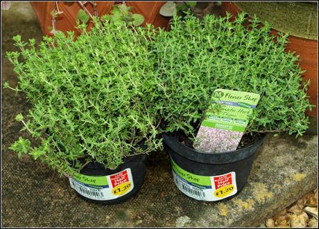 Parsley, Sage, Rosemary and Thyme Parsley, Sage, Rosemary and Thyme