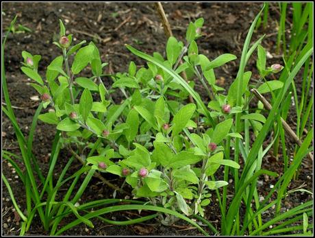 Parsley, Sage, Rosemary and Thyme Parsley, Sage, Rosemary and Thyme