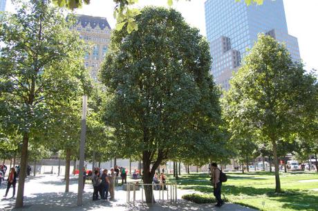 9/11 Memorial, Manhattan, New York City, USA - Survivor Tree Pyrus calleryana 9/11 Memorial, Manhattan, New York City, USA - Survivor Tree Pyrus calleryana