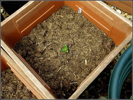 Final planting of potatoes Final planting of potatoes