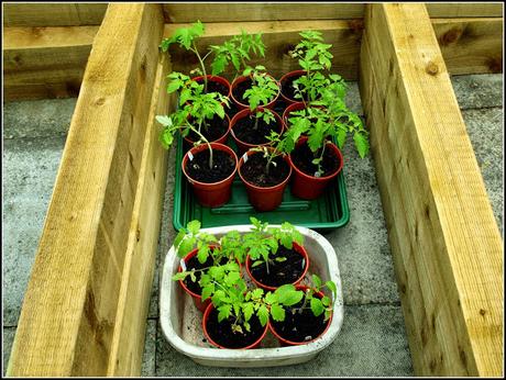 Final planting of potatoes Final planting of potatoes