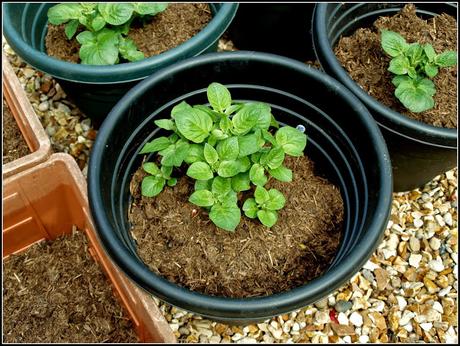 Final planting of potatoes Final planting of potatoes