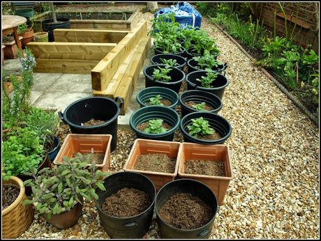 Final planting of potatoes Final planting of potatoes