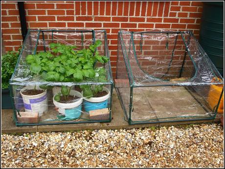 Final planting of potatoes Final planting of potatoes